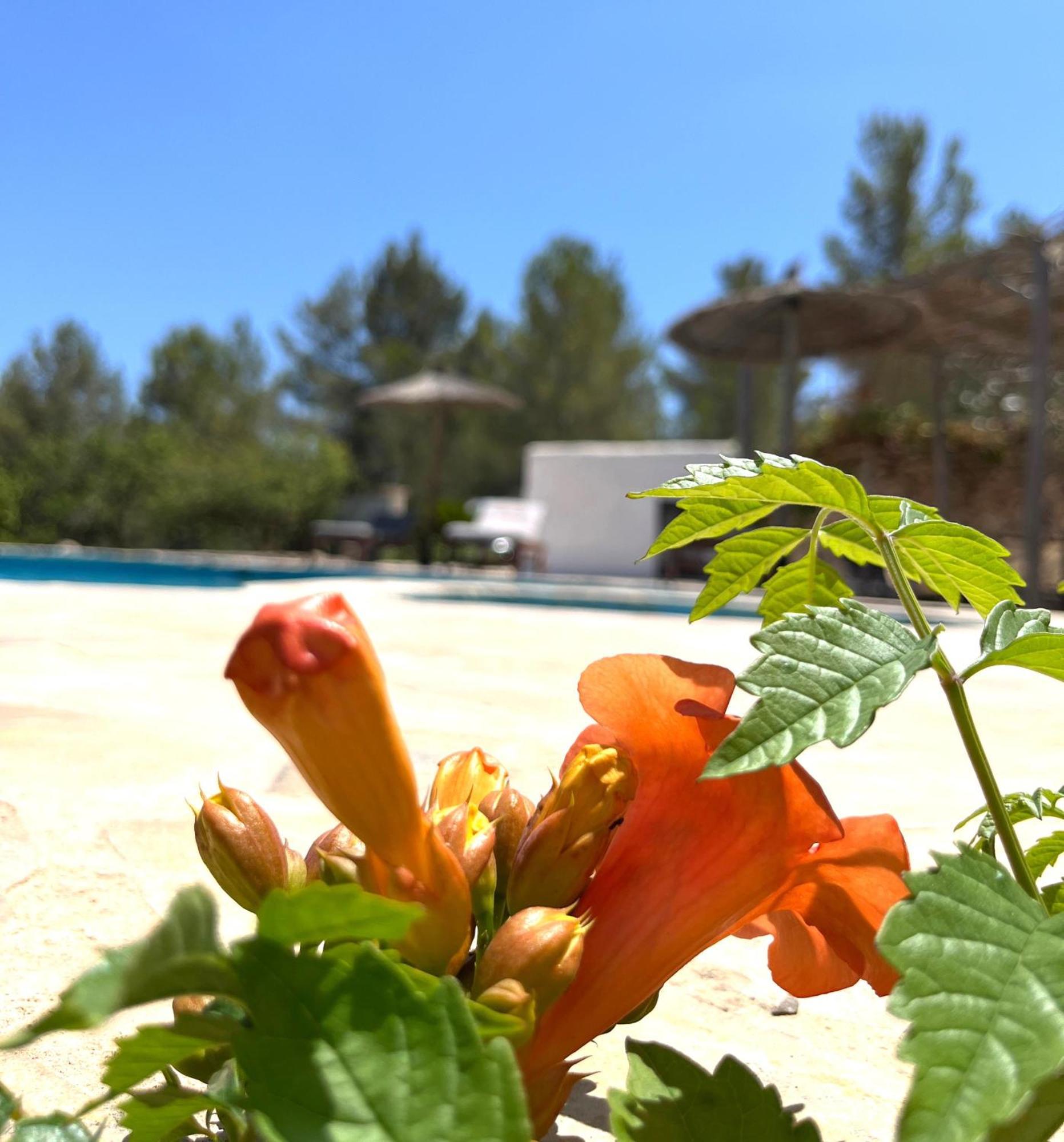 Villa Can Mestreso Suite Ibiza Sant Joan De Labritja Eksteriør bilde