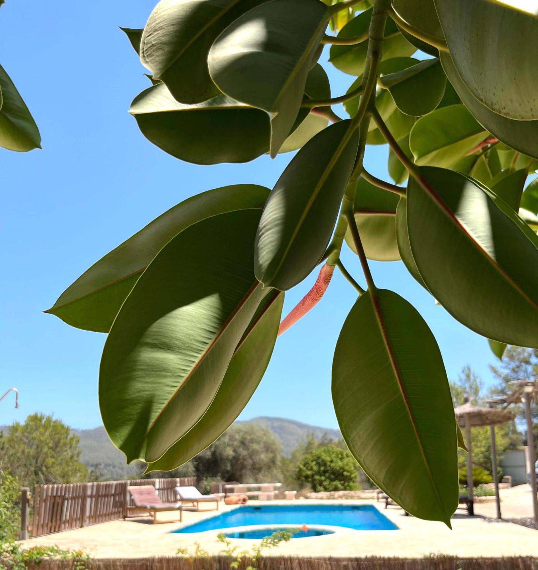 Villa Can Mestreso Suite Ibiza Sant Joan De Labritja Eksteriør bilde